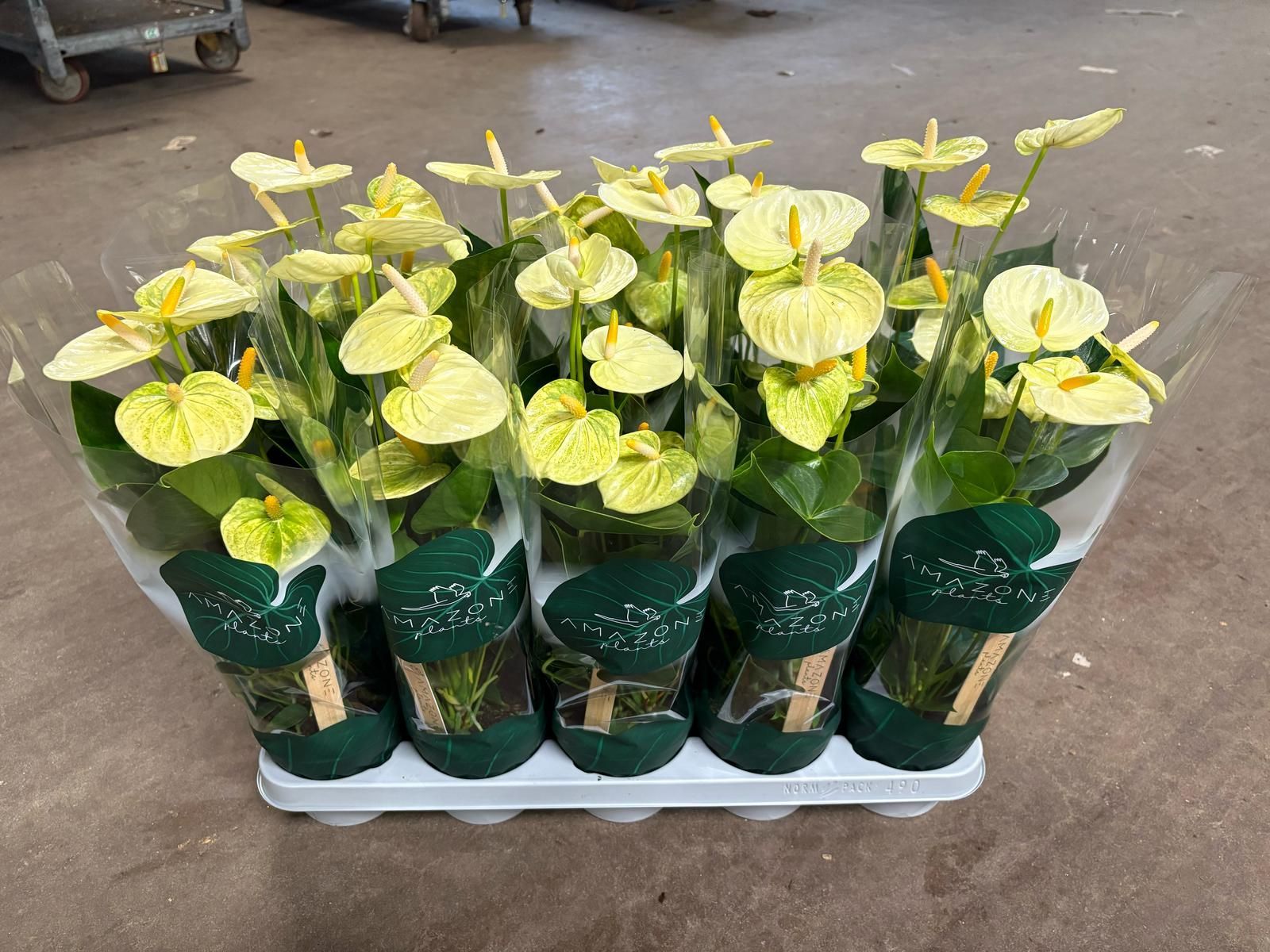 Vassoio di piante in vaso con fiori gialli avvolte in plastica trasparente