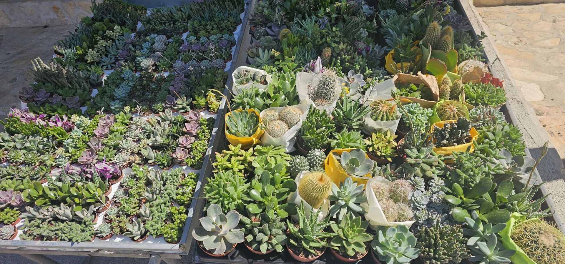 Varietà di piante grasse e fiori in vaso esposti all'aperto.