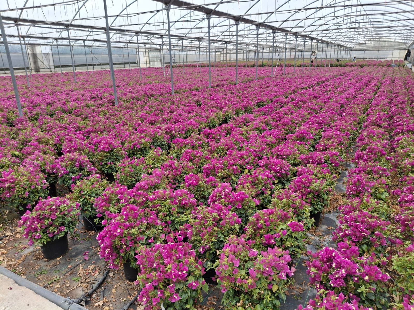 Serra piena di file di fiori rosa in fiore in vaso