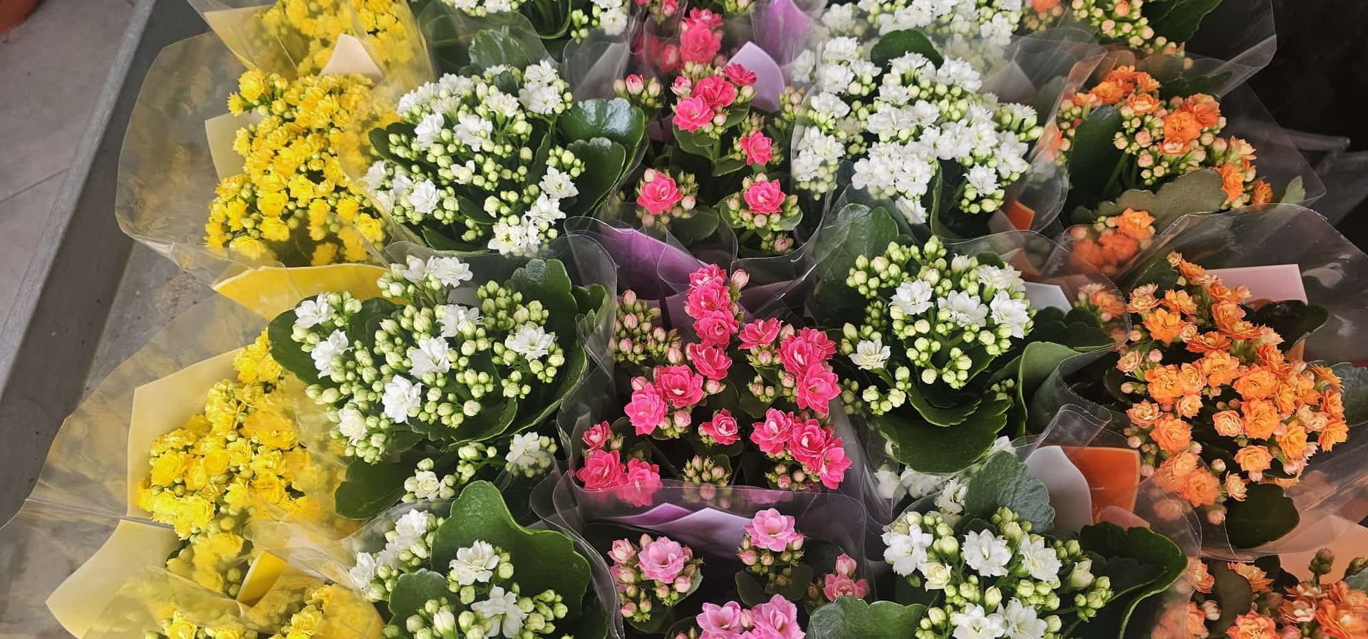 Mazzi di piccoli fiori colorati avvolti in plastica trasparente