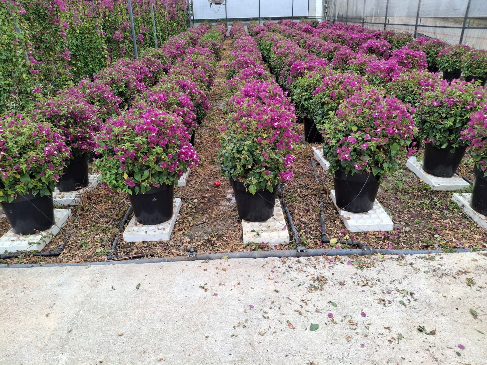 In un vivaio, file di piante in vaso con fiori rosa