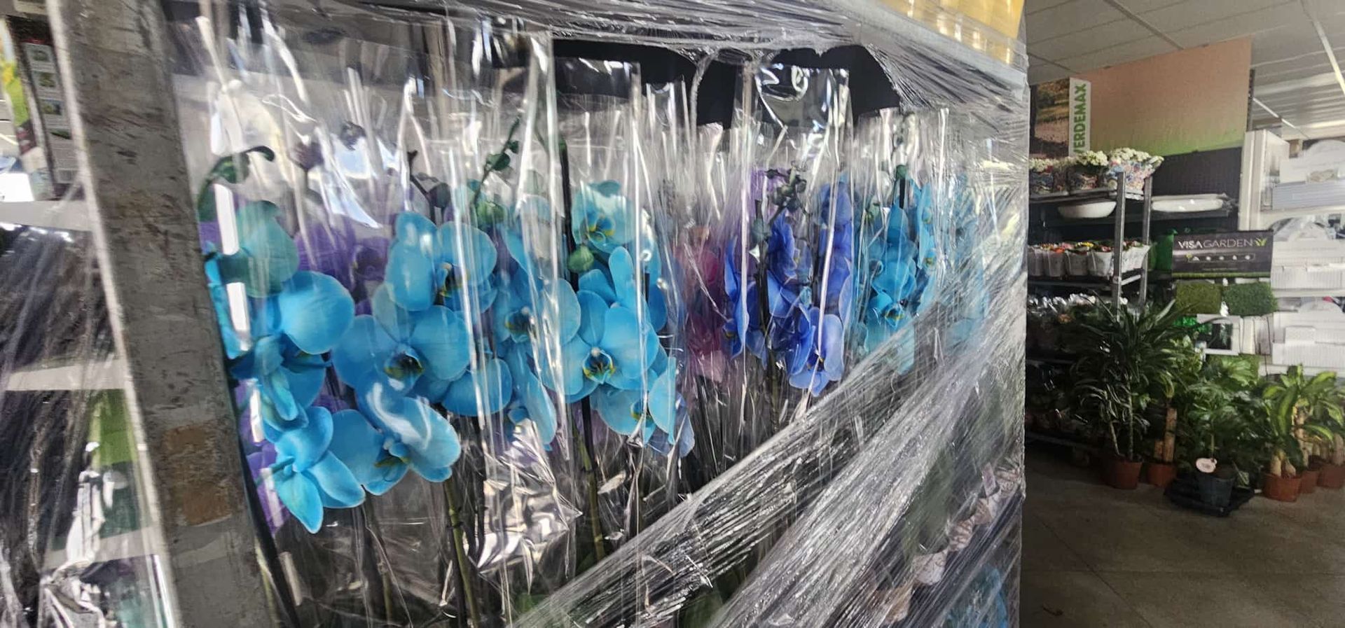 Piante in vaso blu e viola, avvolte nella plastica