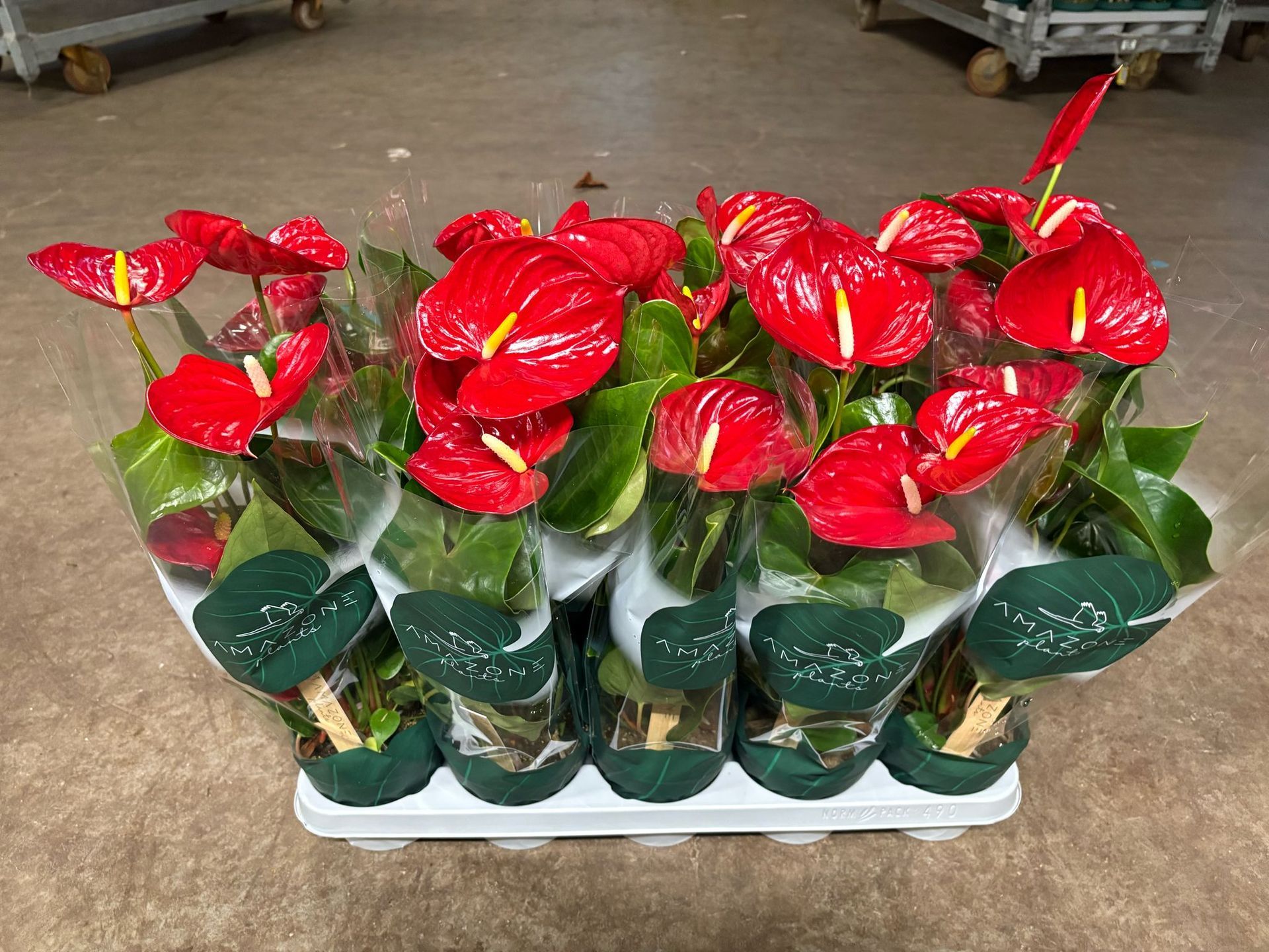 Vassoio di piante di anthurium rosso in vaso in un vivaio, con foglie verdi lucide e fiori rossi