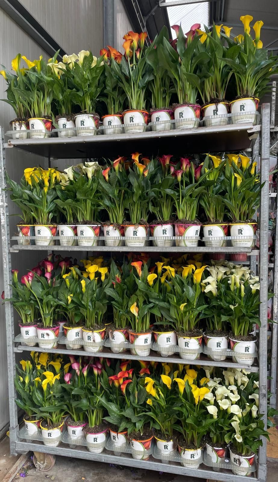 Scaffali pieni di tulipani e narcisi in vaso in una serra
