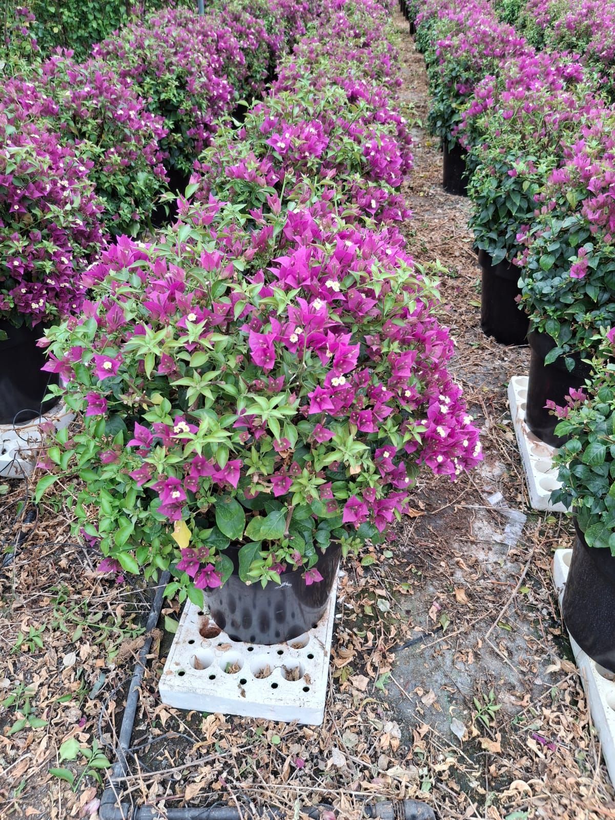 Piante di bouganville in vaso con fiori rosa acceso