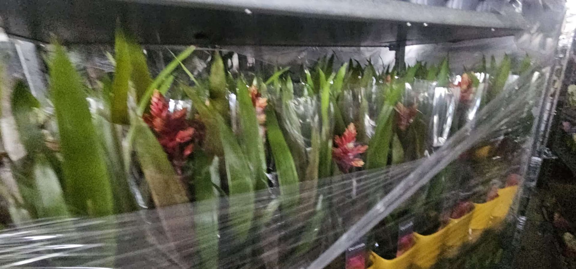 Mazzi di fiori rossi e bianchi confezionati