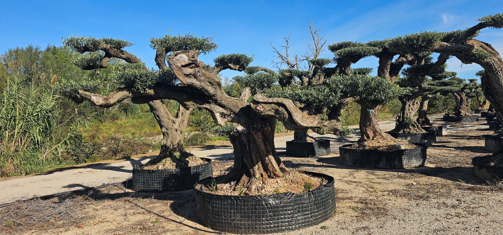 Bonsai nodosi in grandi vasi all'aperto in una giornata di sole.