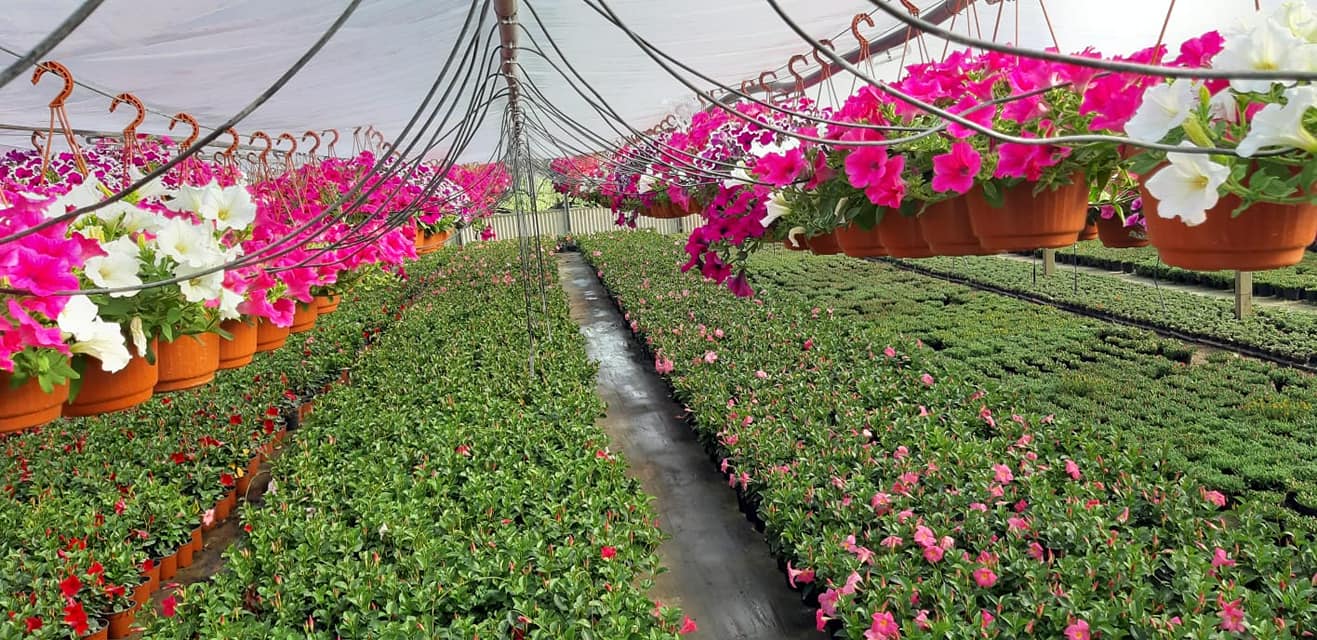 fiori Atena Lucana