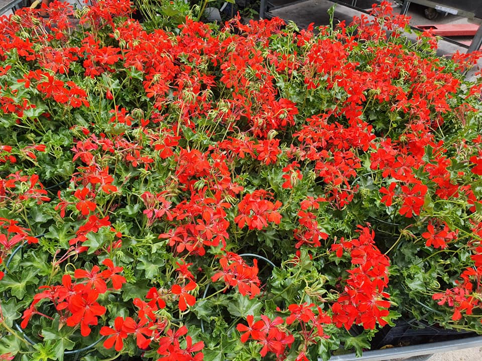 fiori Atena Lucana