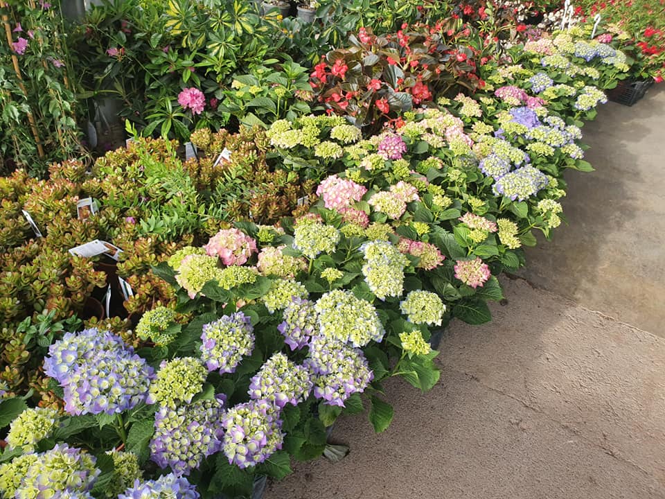 fiori Atena Lucana