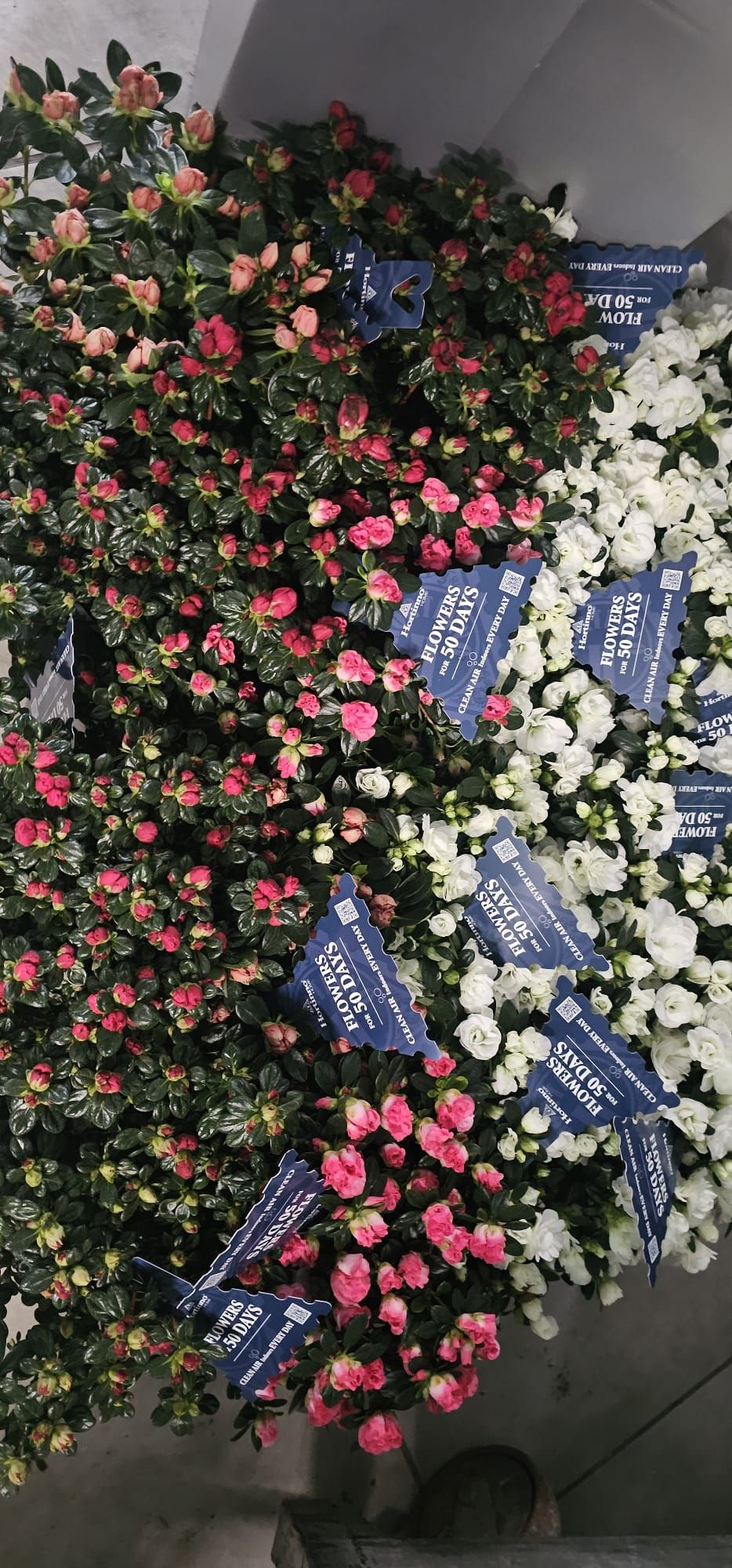 Varietà di piante fiorite rosa, bianche e blu con cartellini del prezzo