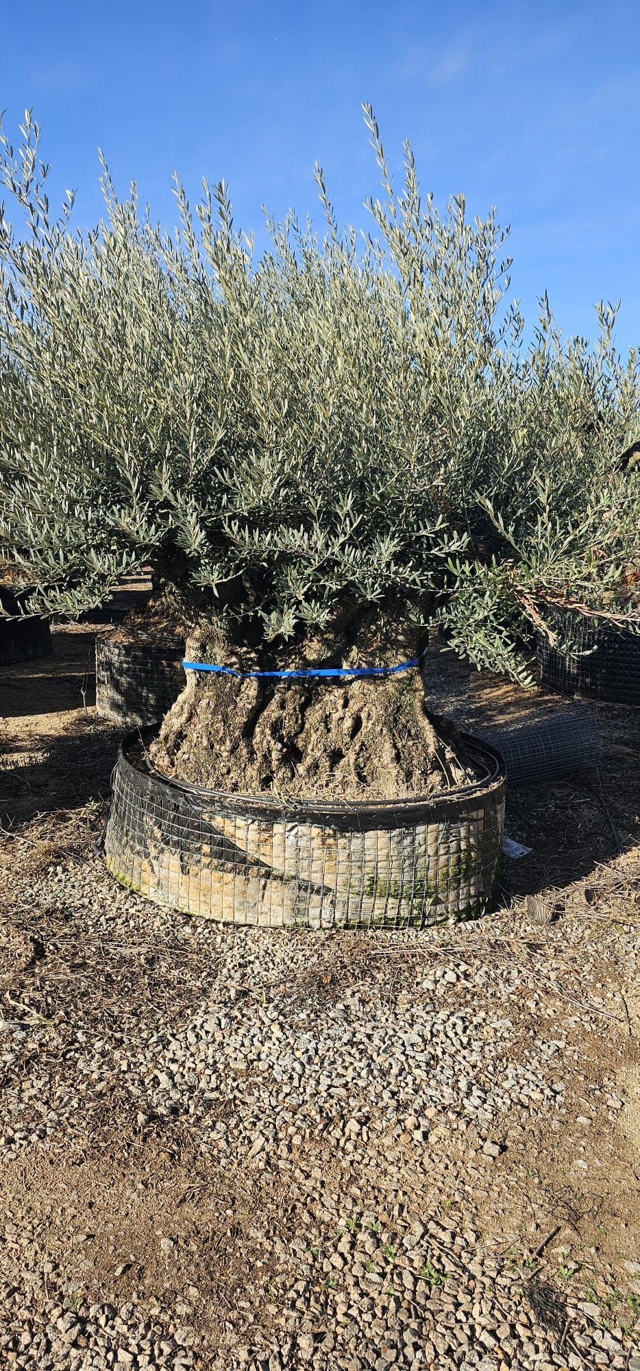 vivai bellomo, piante giardino