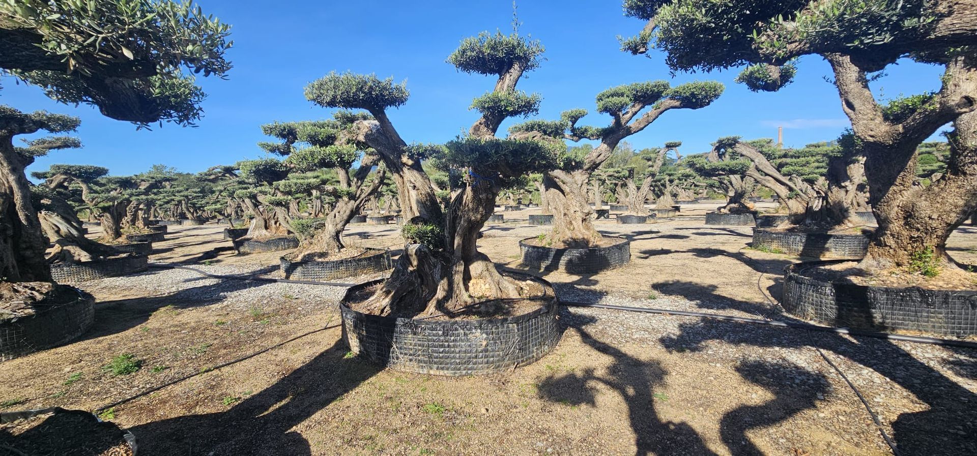 vivai bellomo, piante giardino