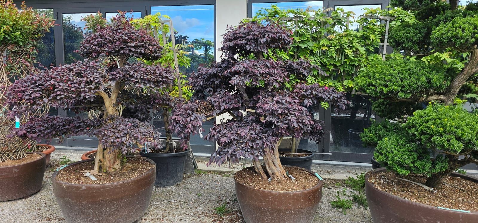 vivai bellomo, piante giardino