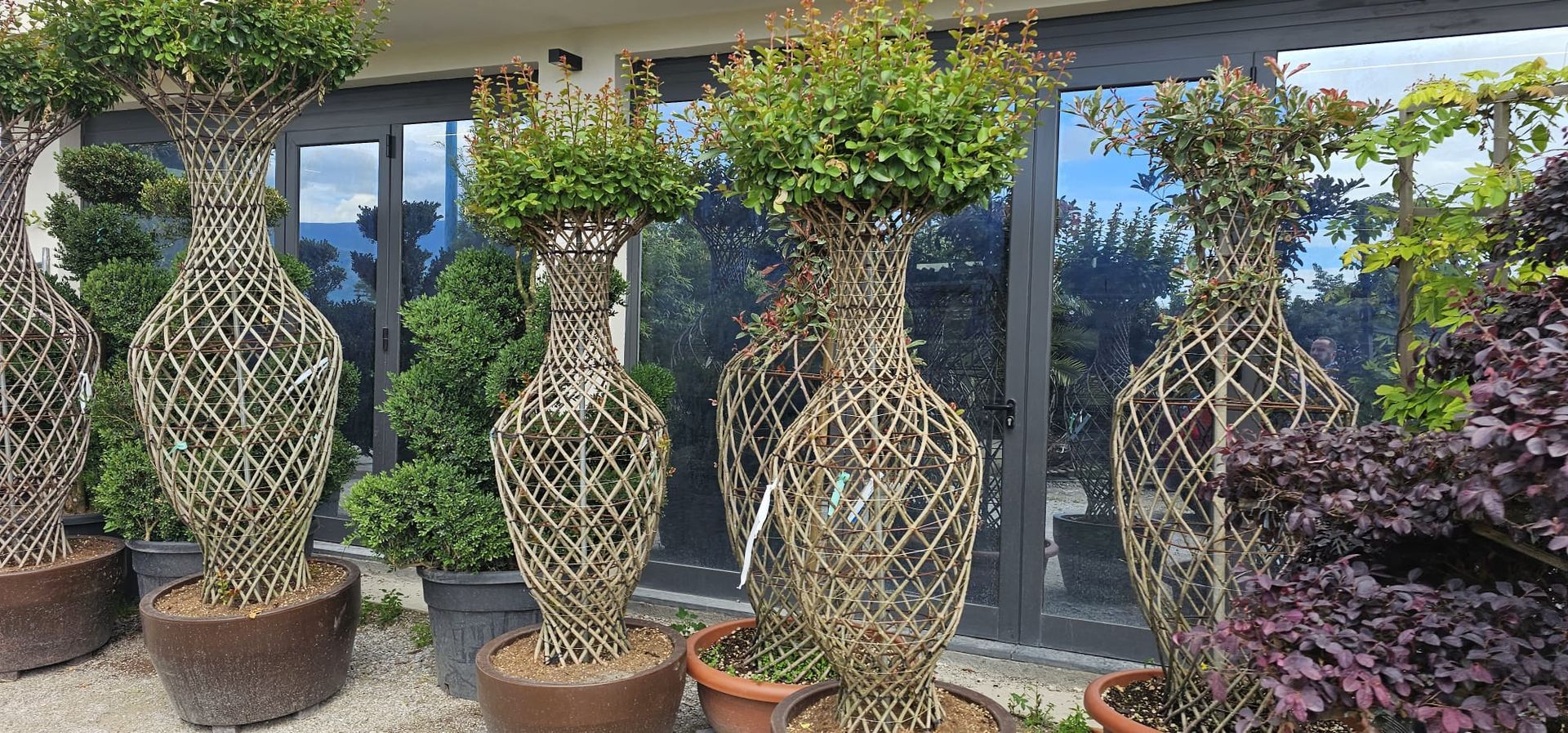 vivai bellomo, piante giardino