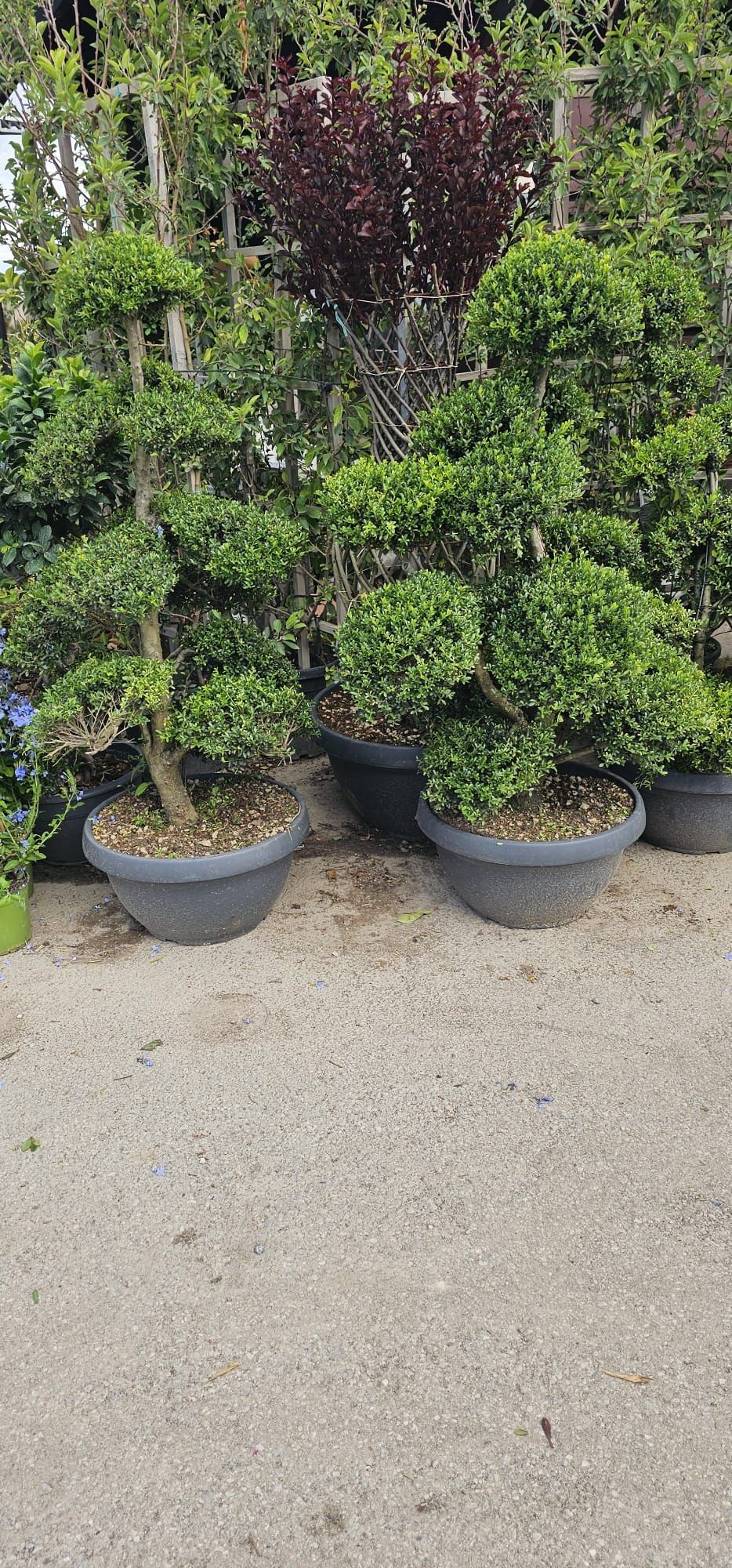 vivai bellomo, piante giardino