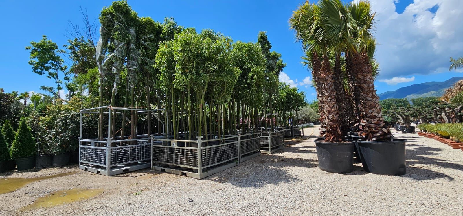 vivai bellomo, piante giardino