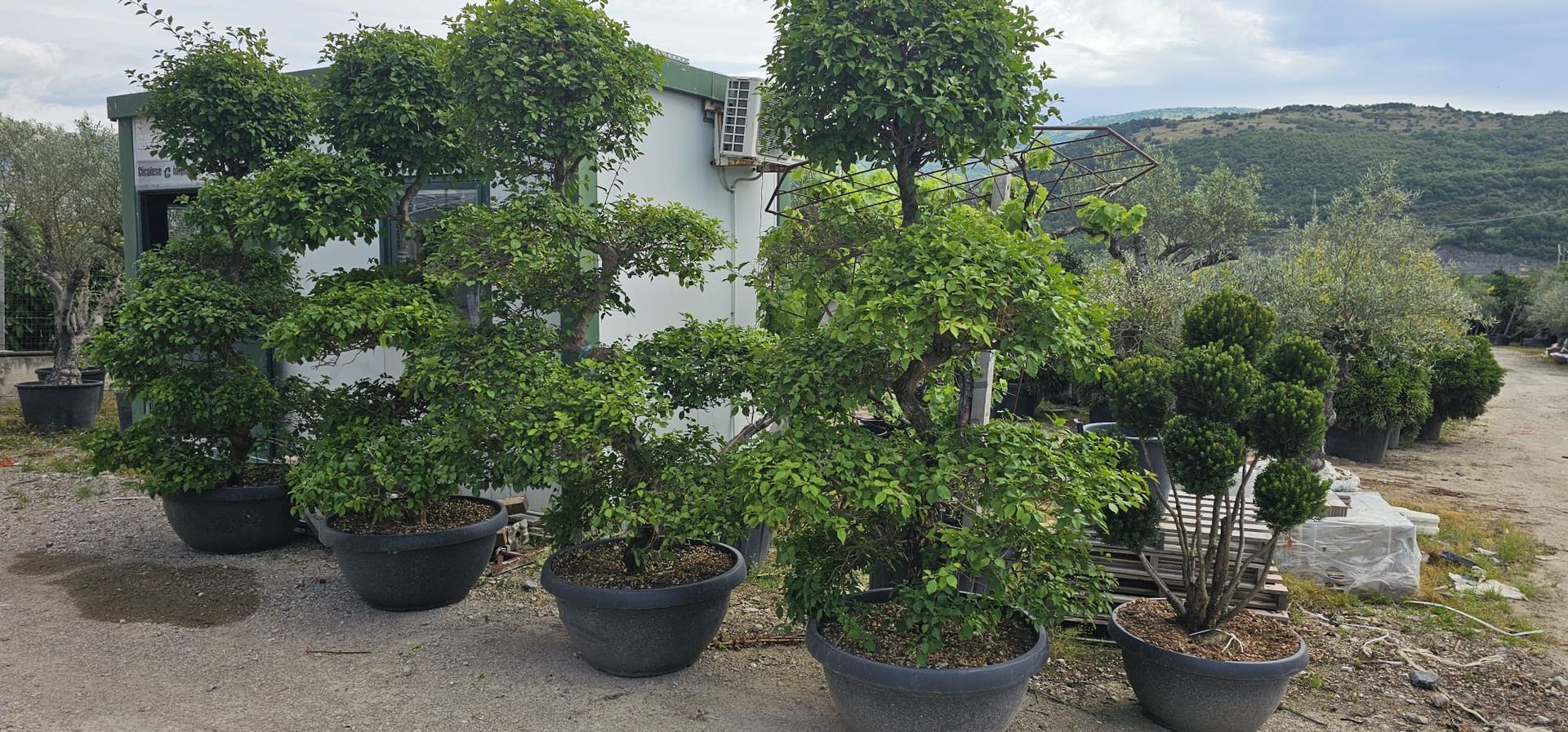 vivai bellomo, piante giardino