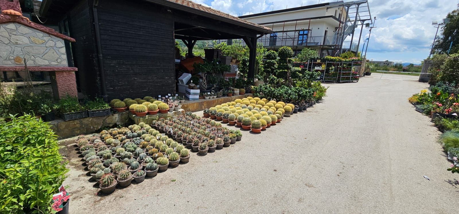 vivai bellomo, piante giardino