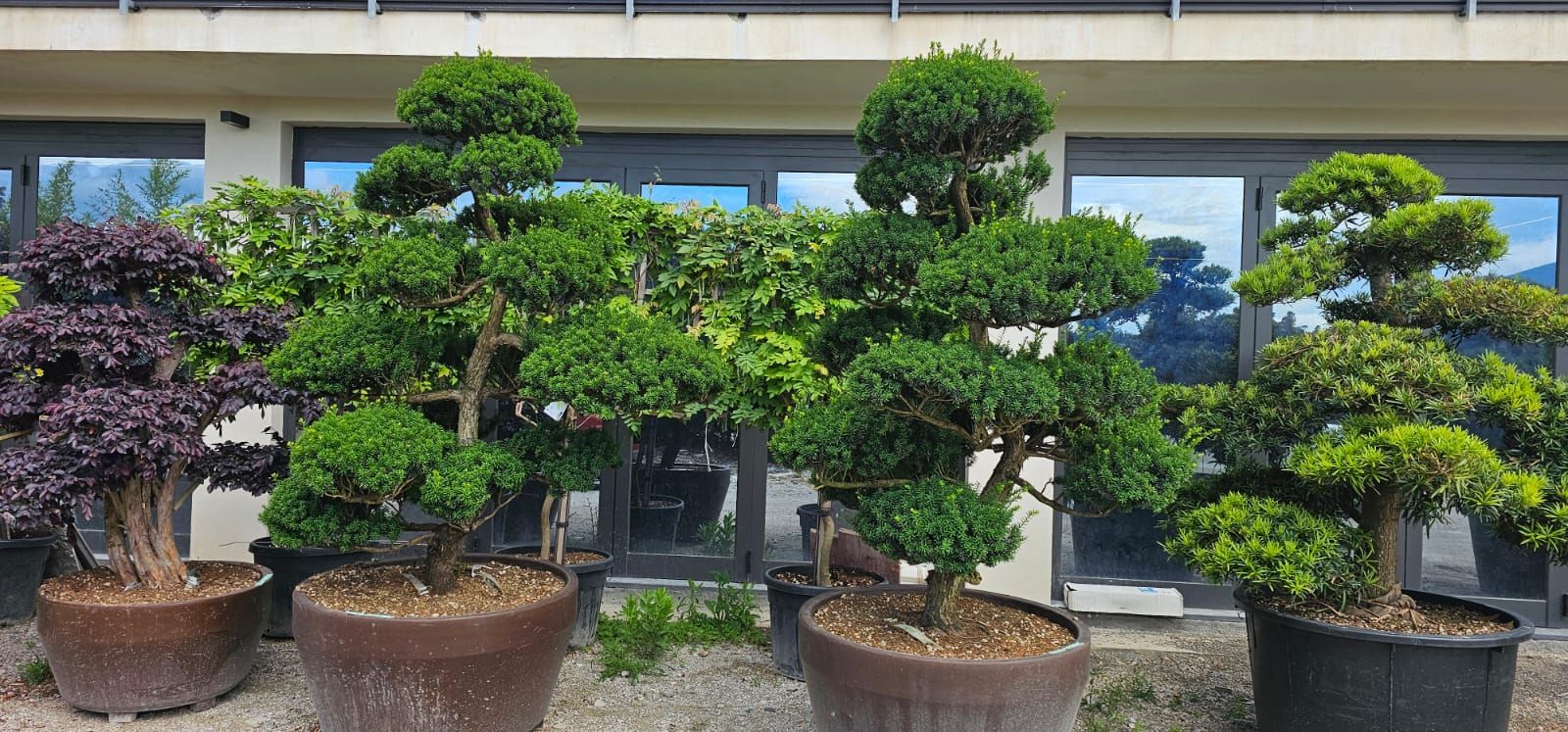 vivai bellomo, piante giardino