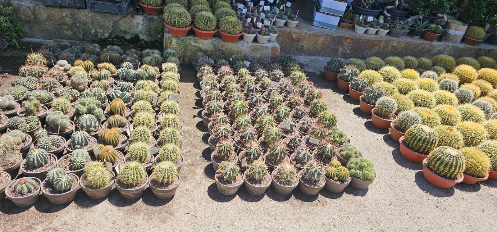 vivai bellomo, piante giardino