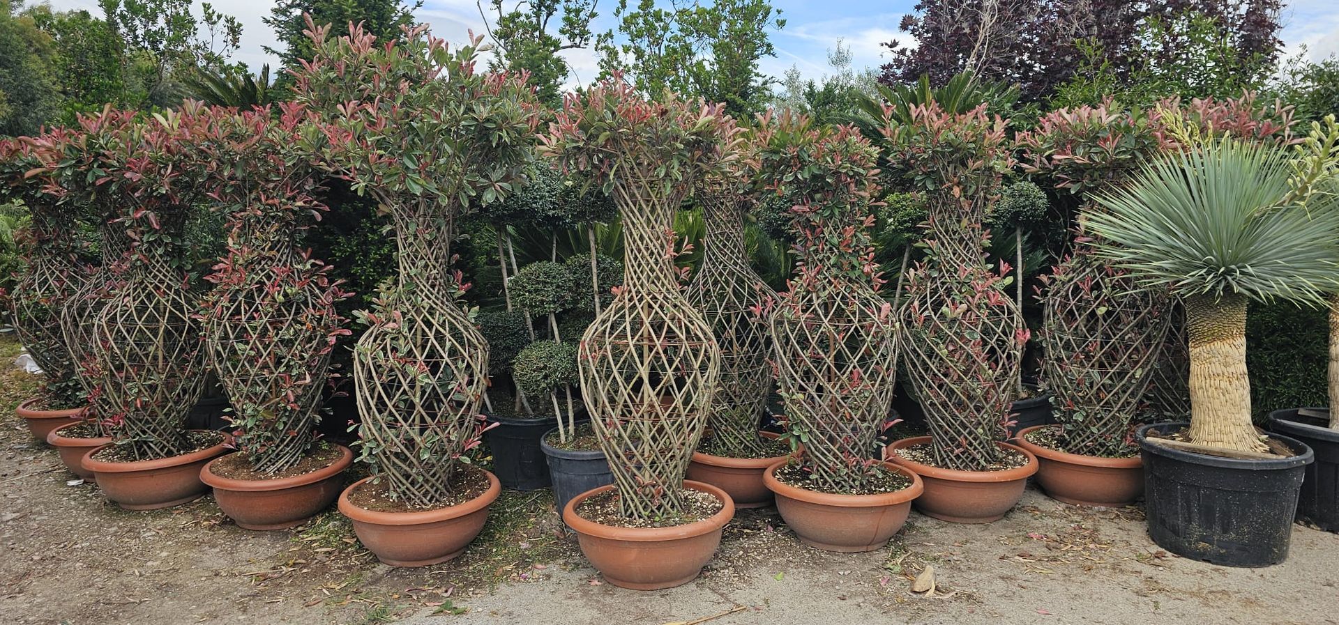 vivai bellomo, piante giardino