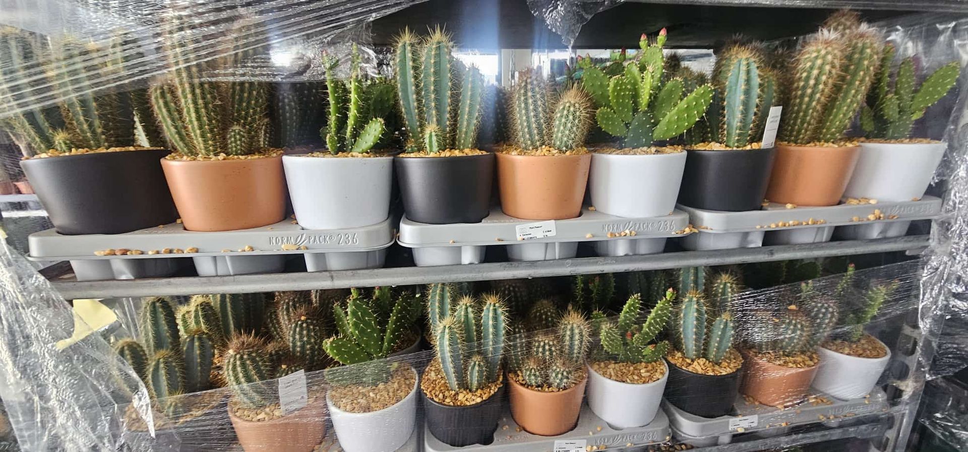 File di piccoli cactus e piante grasse in vaso sono esposte su scaffali metallici.