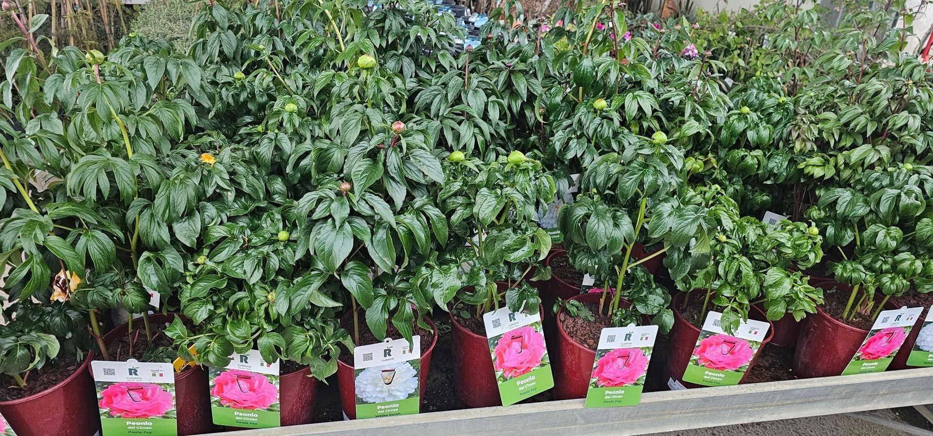 articoli per il giardinaggio