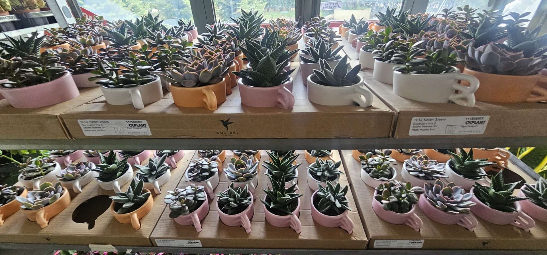 File di piccole piante grasse e cactus in vaso sono disposte su scaffali di legno.