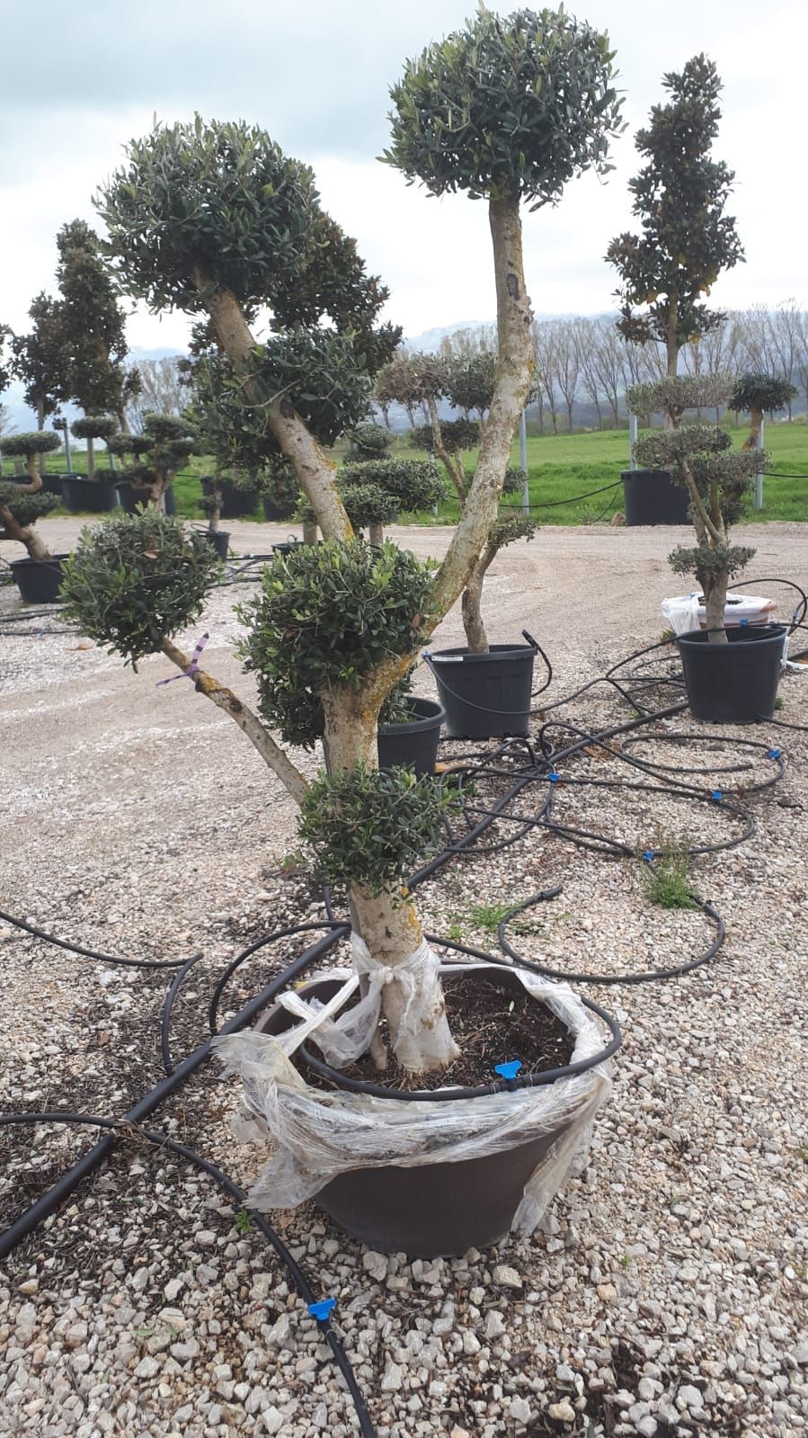Alberi ornamentali in vaso in un vivaio.