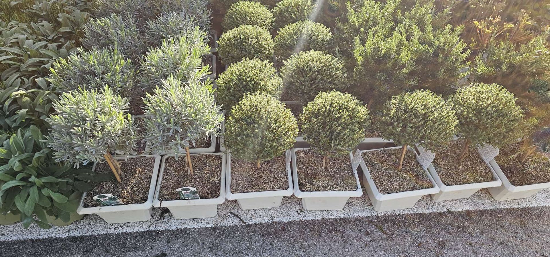 Una fila di piccoli arbusti e piante fiorite in vaso su un bordo di ghiaia accanto a un'aiuola.
