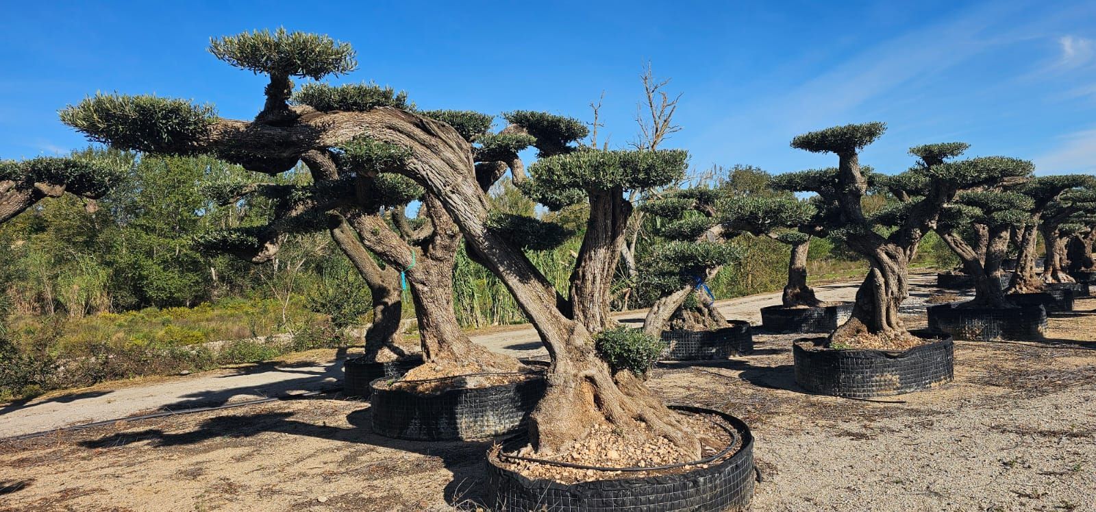 Alberi potati con chiome a forma di ombrello.