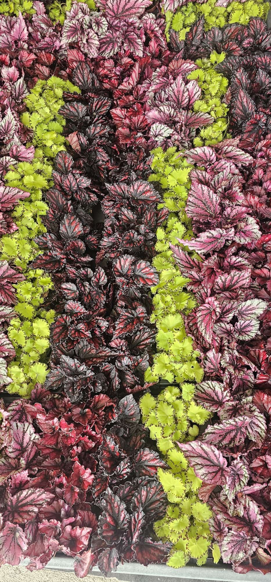 Parete verticale di piante frondose colorate nei toni del verde, del bordeaux e del rosa.