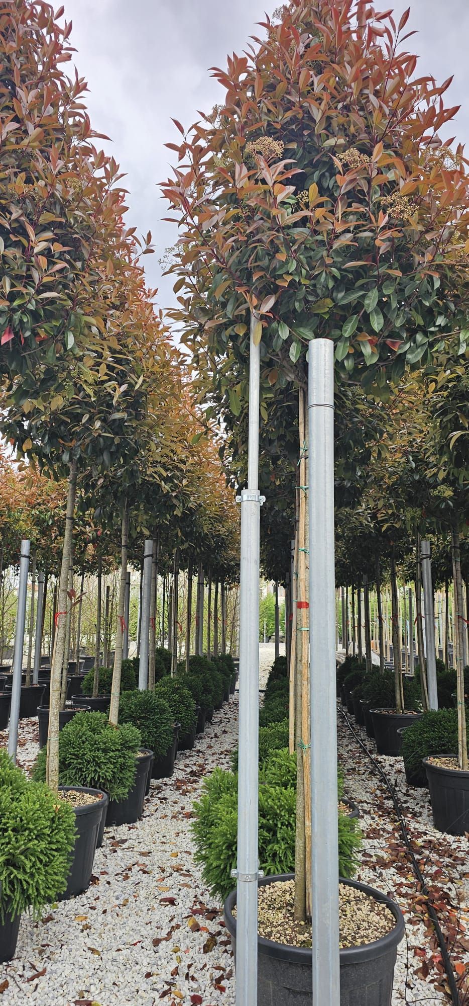 File di alberi ornamentali in vaso.