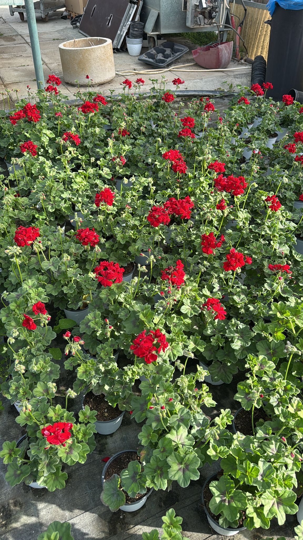 Gerani a fioritura rossa in un'aiuola con fogliame verde
