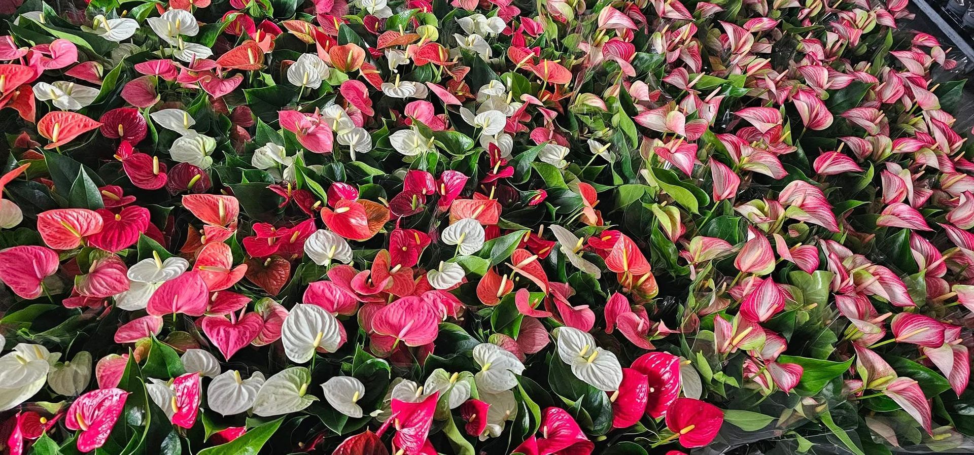 fiori