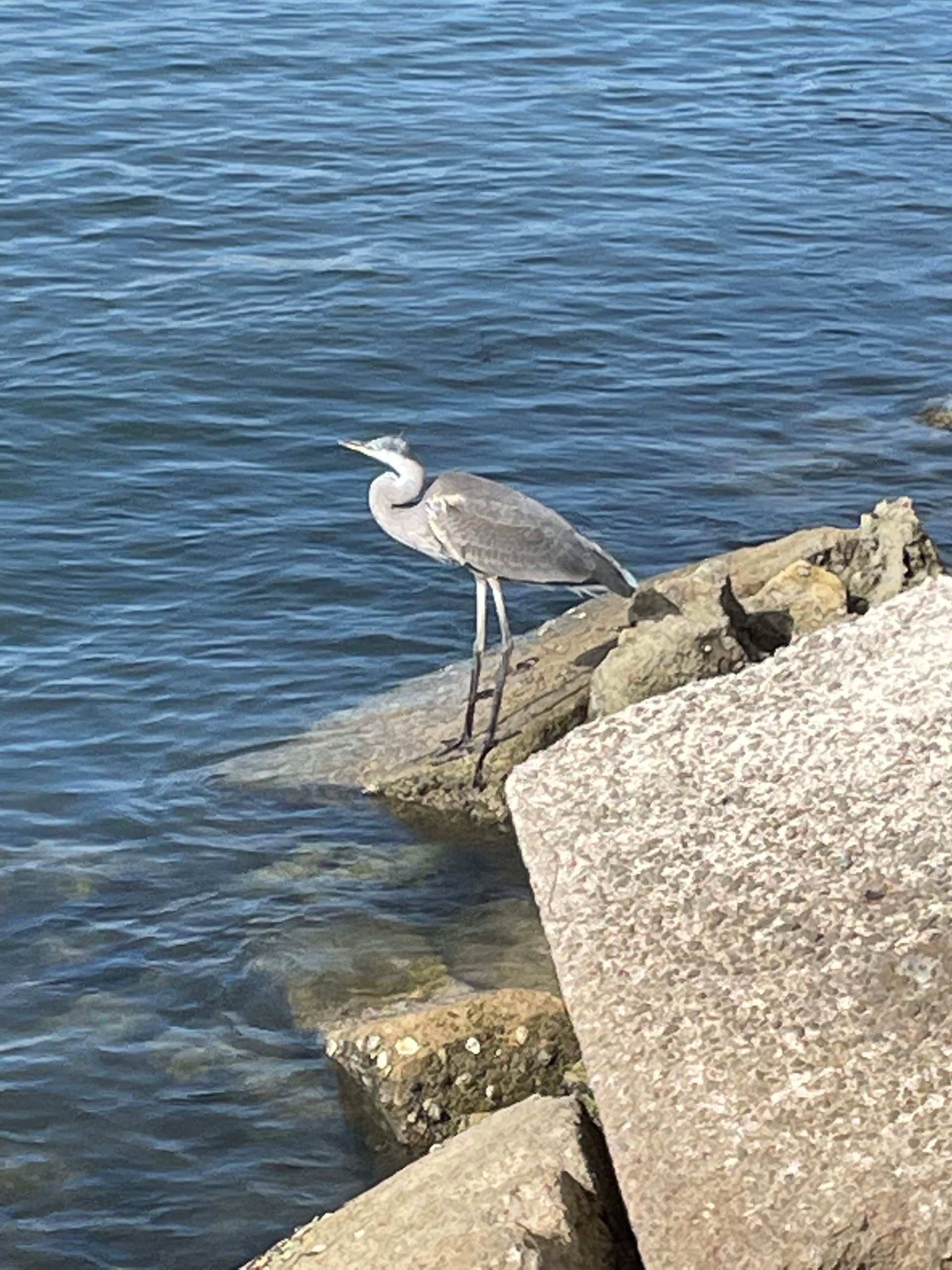 A bird is standing on a rock near the water.