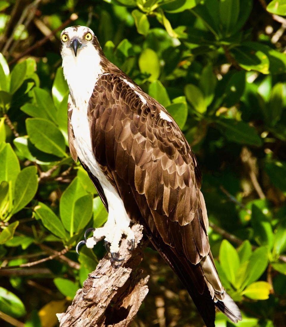A brown and white bird perched on a tree branch