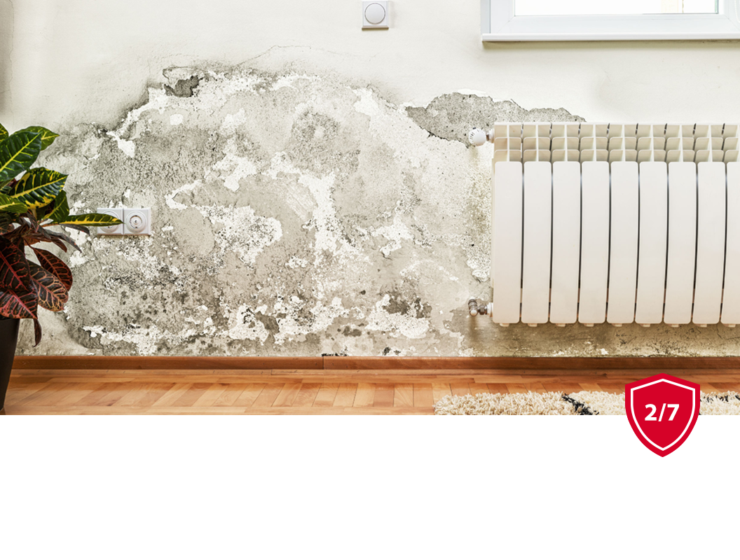 A wall with significant water damage and peeling paint behind a white radiator, next to a potted plant.