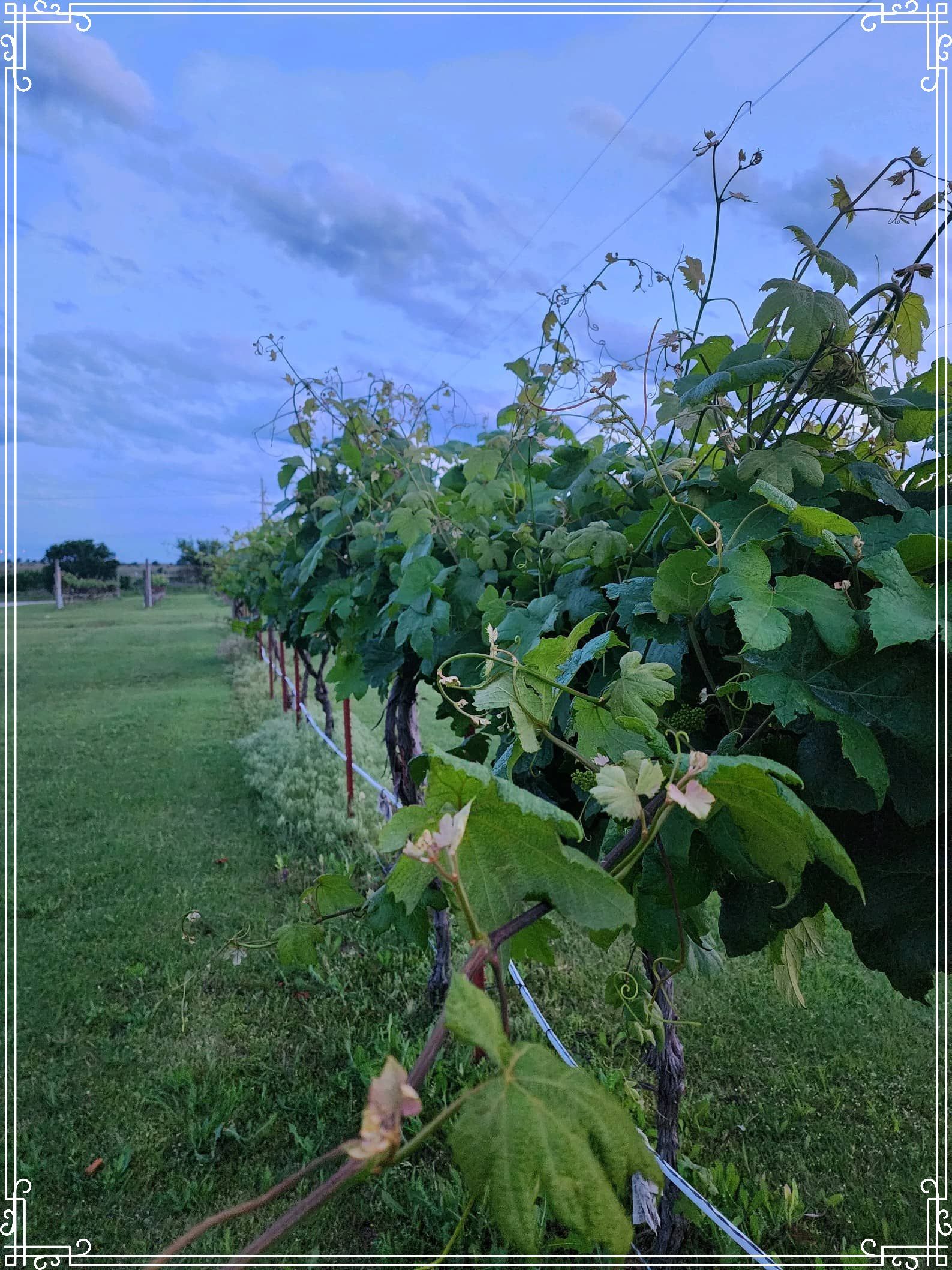 A row of grape vines growing in a field near Kaw Lake in Oklahoma with a blue sky in the background.