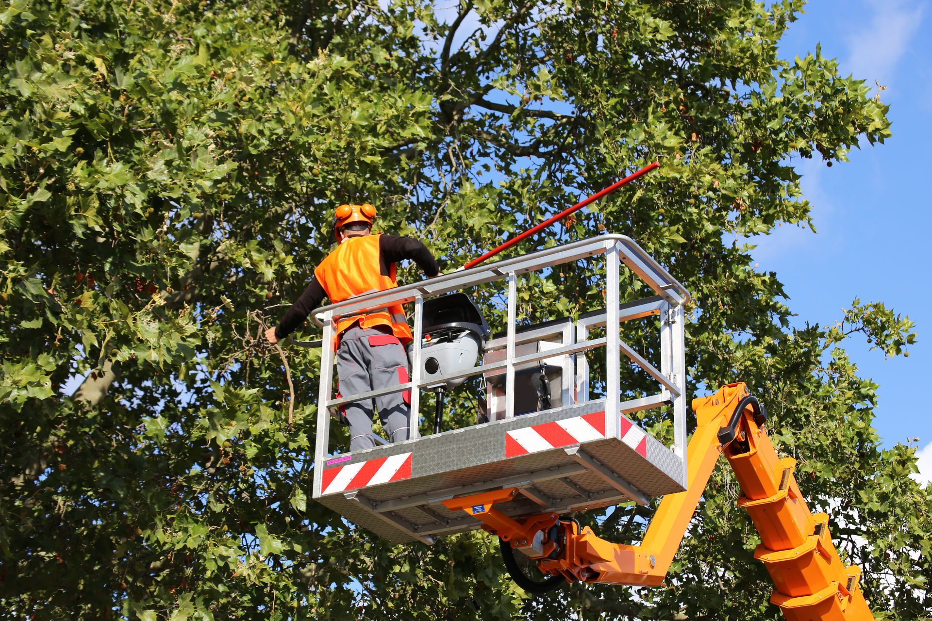 A man is cutting a tree’s branch.