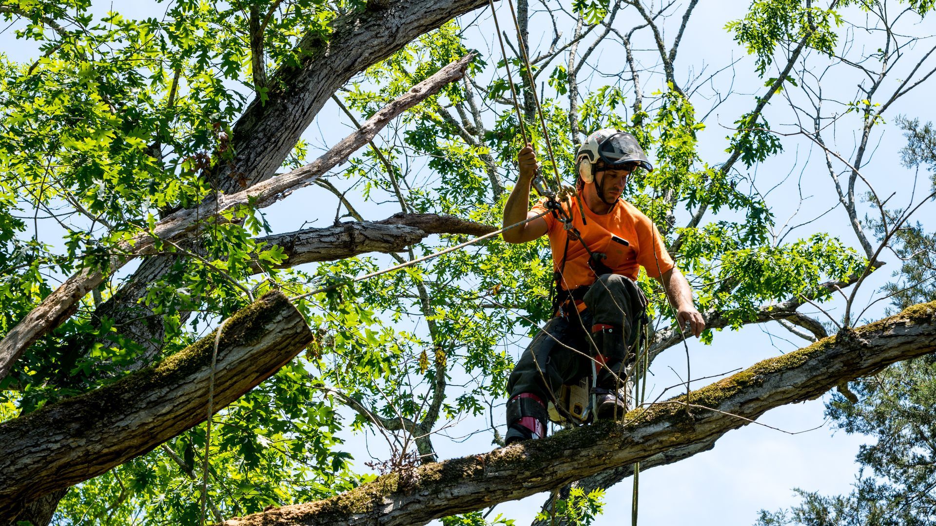 Worker in an orange shirt in a tree, cutting off its dead branches. Worker in an orange shirt in a tree, cutting off its dead branches.