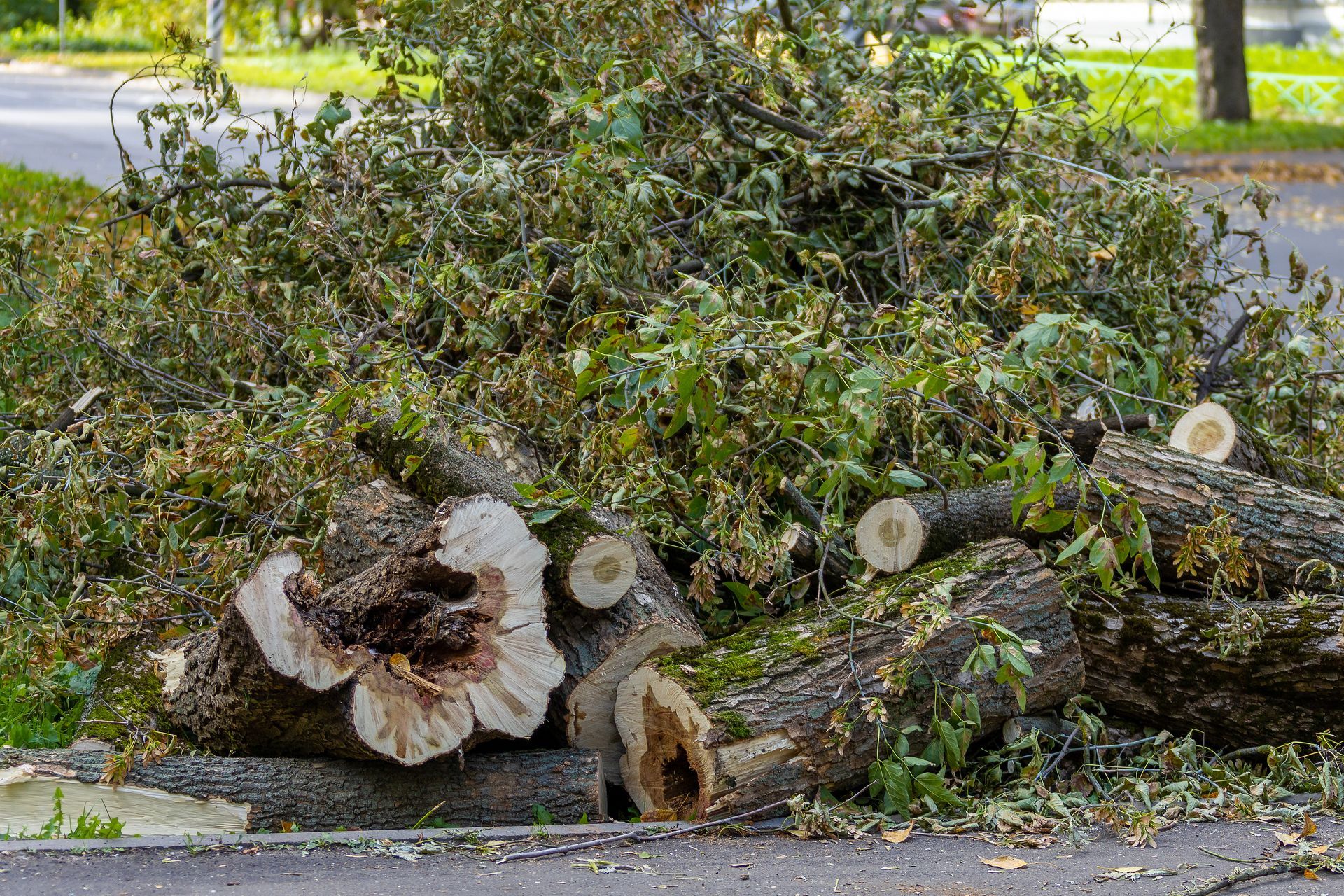Storm-damaged tree cut into logs, branches piled up after removal