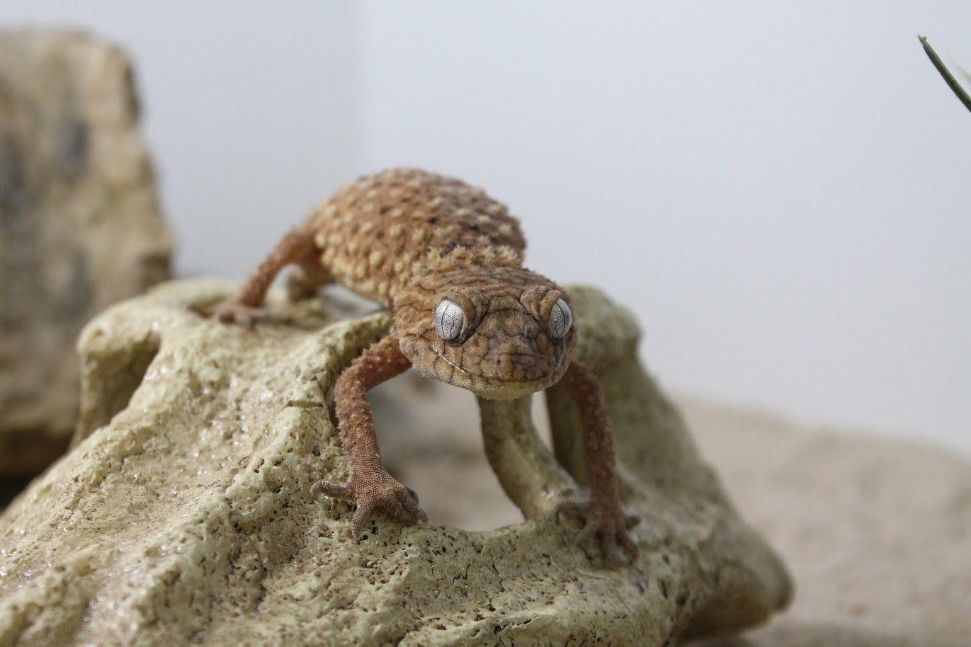 Raptor Reptiles