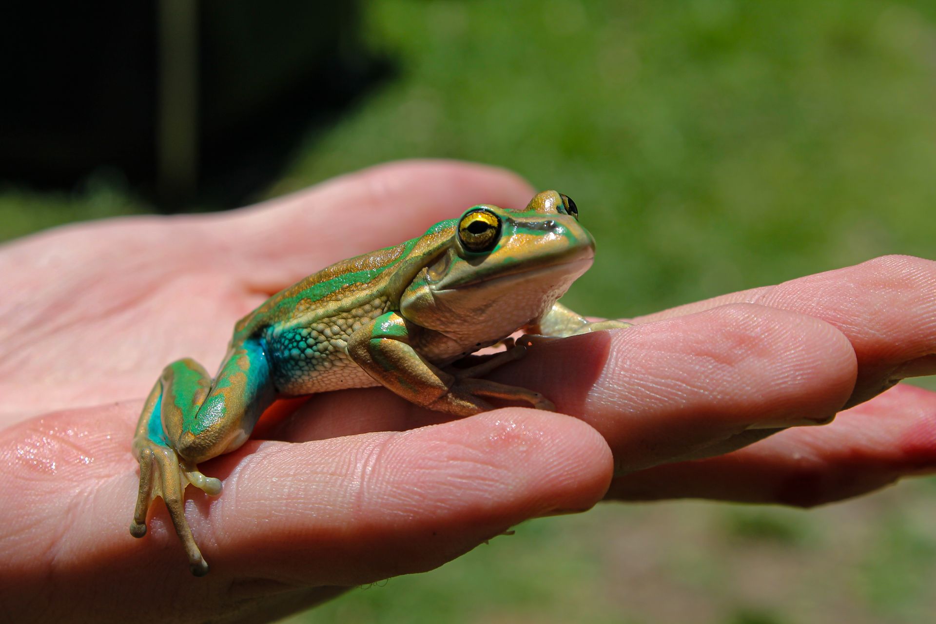 Bell+Frog+2