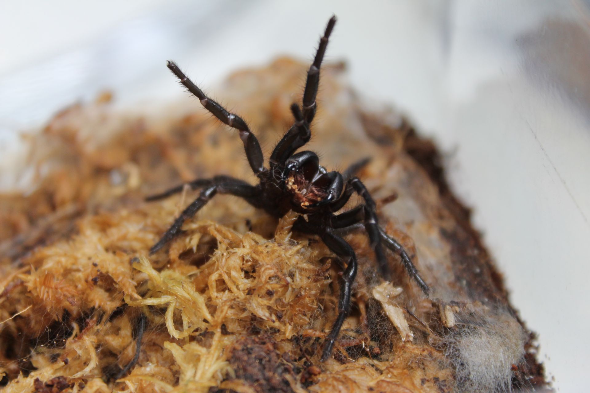  Funnel+Web+2