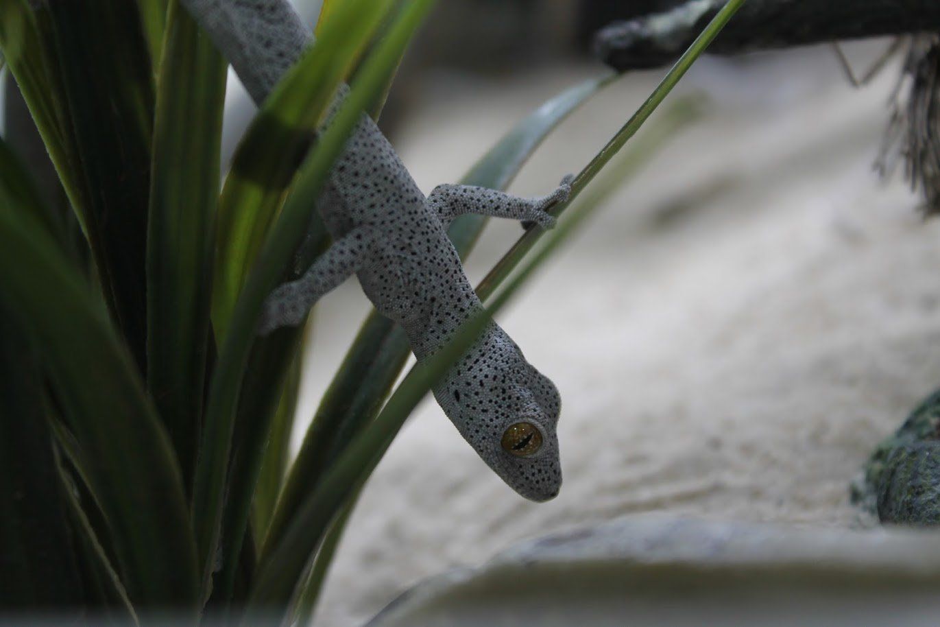 Raptor Reptiles