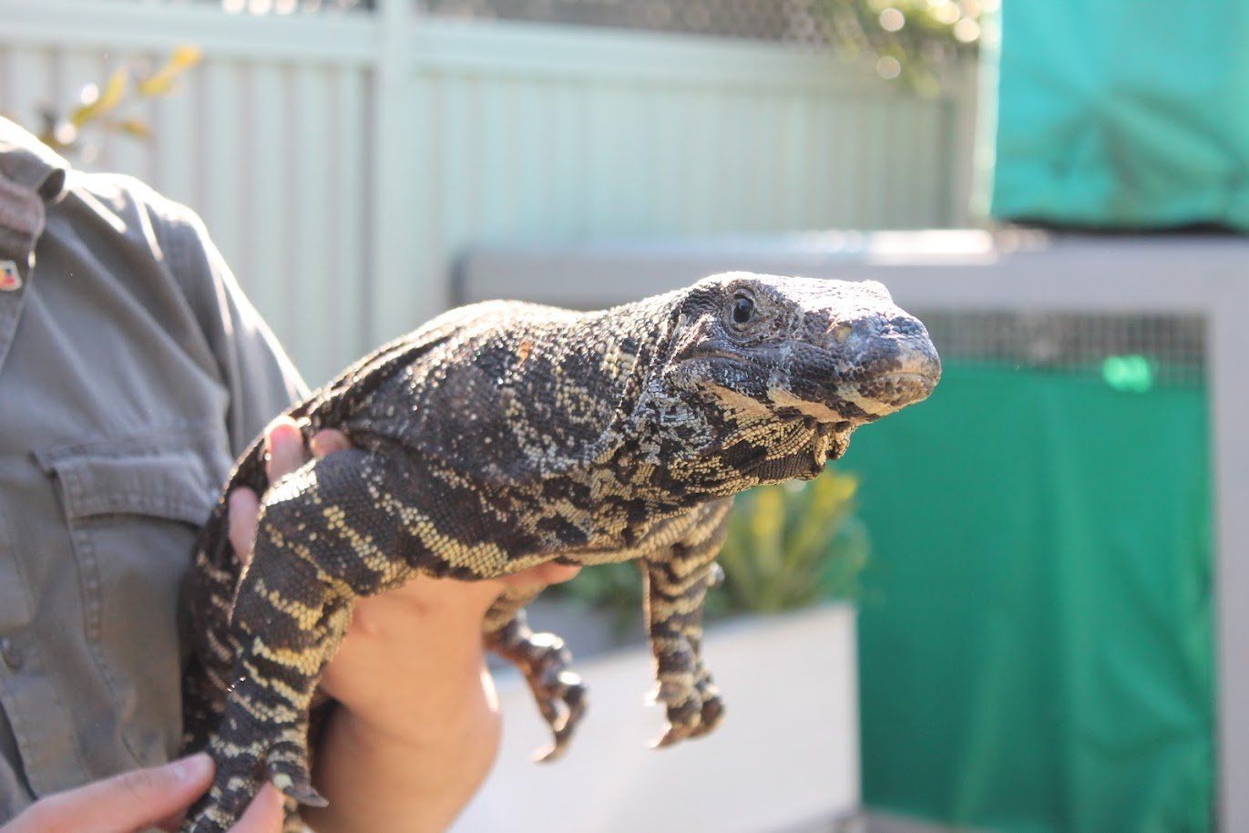 Raptor Reptiles
