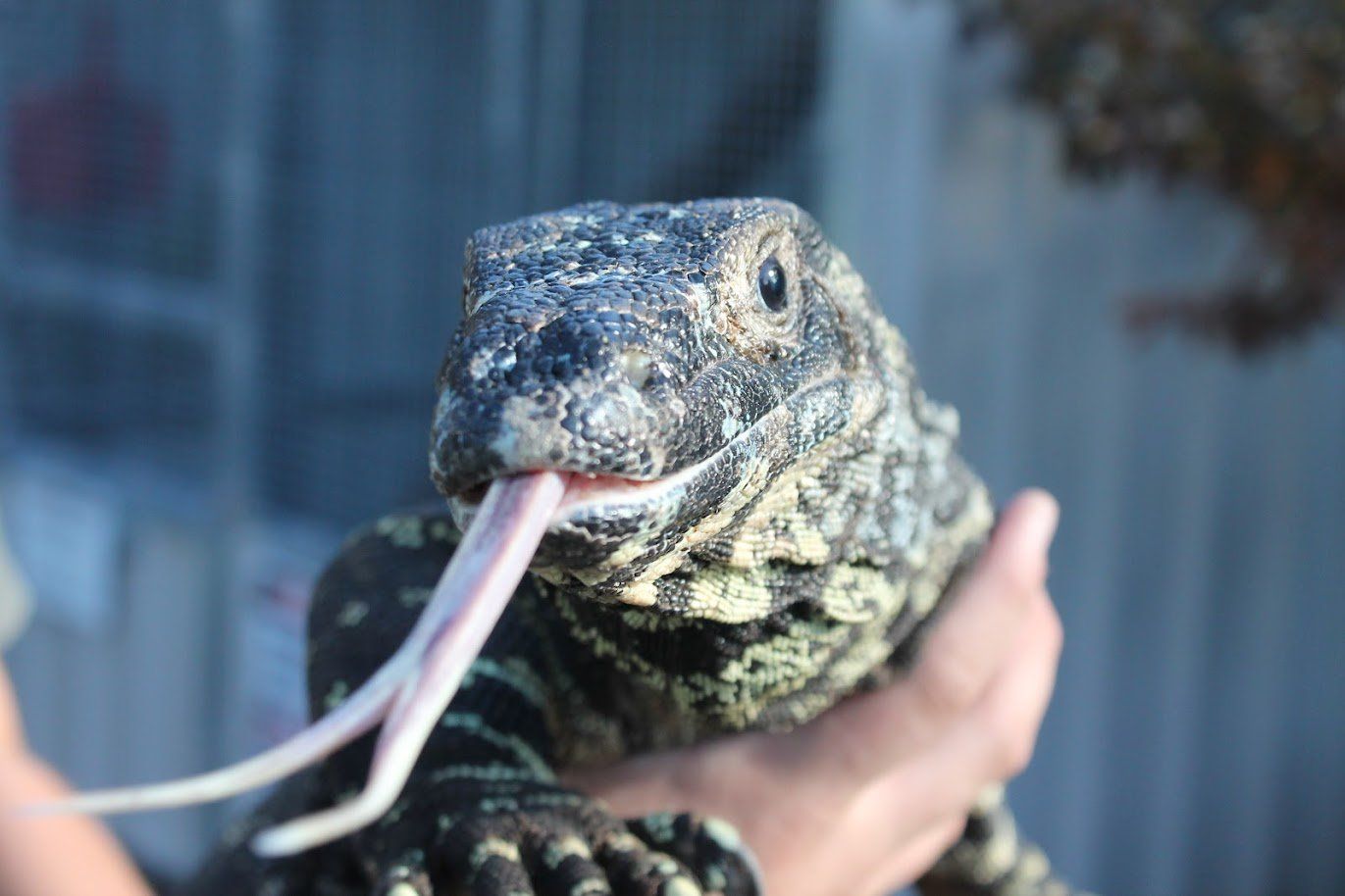 Raptor Reptiles