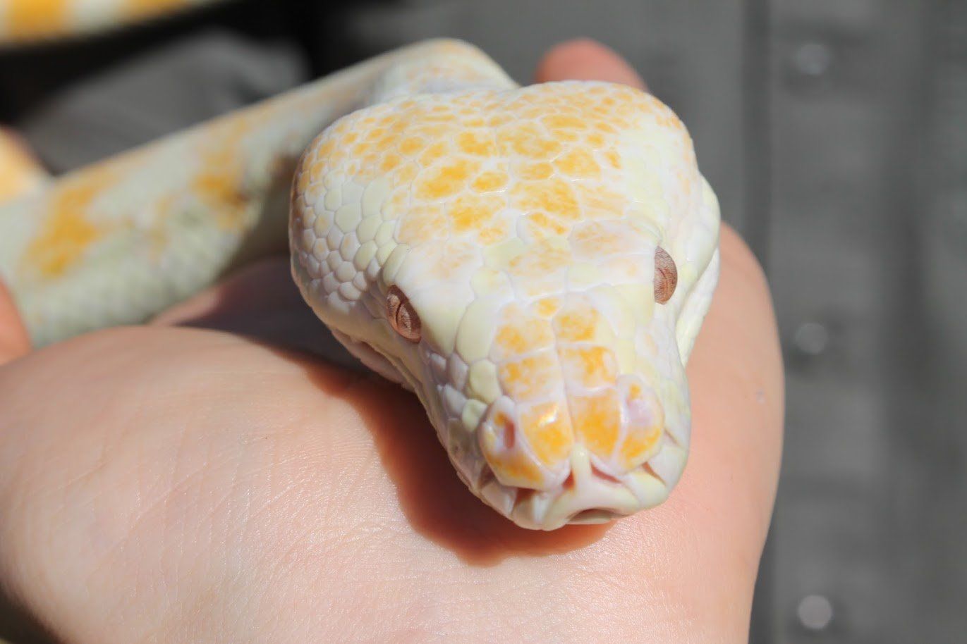 Raptor Reptiles